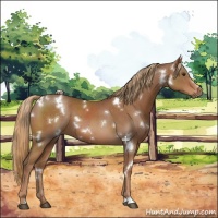 Horse Color:White Spotted Chestnut 