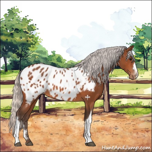 Horse Color:Silver Bay Appaloosa 