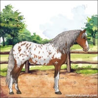 Horse Color:Silver Bay Appaloosa 