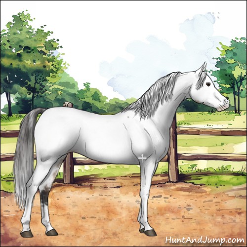 Horse Color:Brown Dun Fewspot 