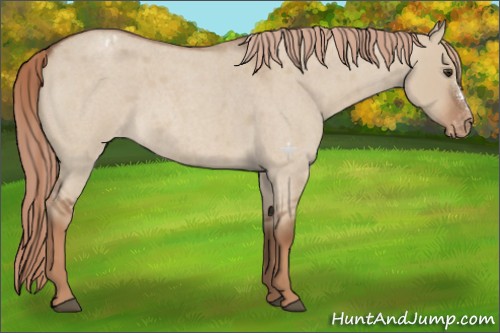 Horse Color:Red Dun Roan Appaloosa 
