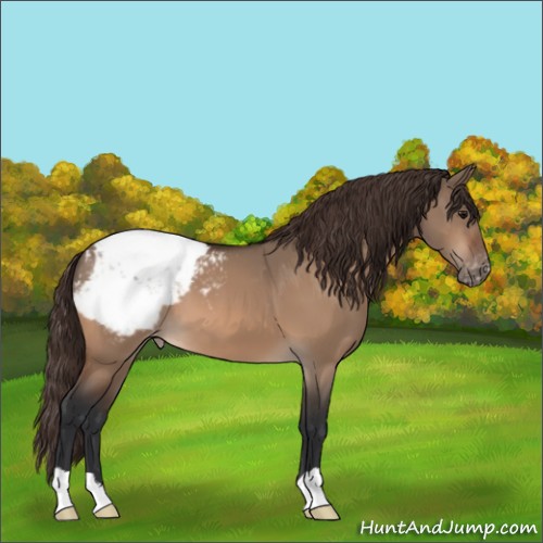 Horse Color:Bay Dun Varnish 