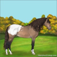 Horse Color:Bay Dun Appaloosa 