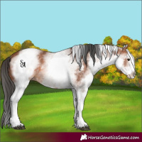 Horse Color:White Spotted Bay 