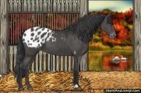 Horse Color:Black Appaloosa 