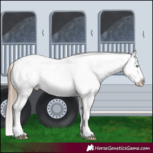 Horse Color:Liver Chestnut Pearl Sabino Splash Appaloosa 