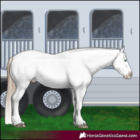 Horse Color:Liver Chestnut Pearl Sabino Splash Appaloosa 