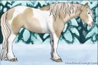 Horse Color:Chocolate Palomino Pearl Sabino Splash Tobiano 