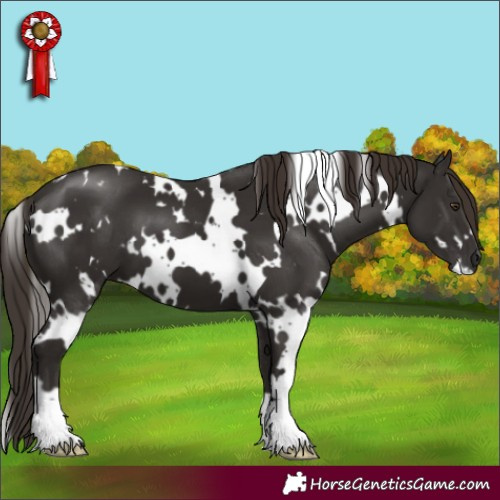 Horse Color:White Spotted Liver Chestnut 