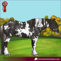 Horse Color:White Spotted Liver Chestnut 