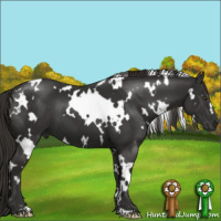 Horse Color:White Spotted Liver Chestnut