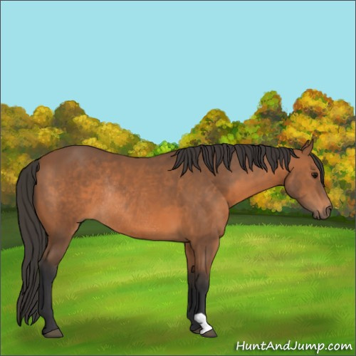 Horse Color:Bay Rabicano 