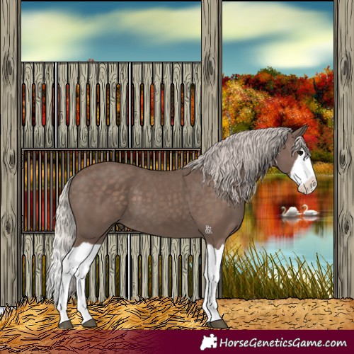 Horse Color:Silver Black Splash