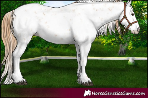 Horse Color:Chestnut Sabino 
