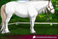 Horse Color:Chestnut Sabino 