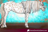 Horse Color:Chestnut Appaloosa 
