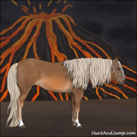 Horse Color:Chocolate Palomino 