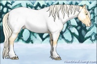 Horse Color:Gold Cream Champagne Roan Near Fewspot Rabicano