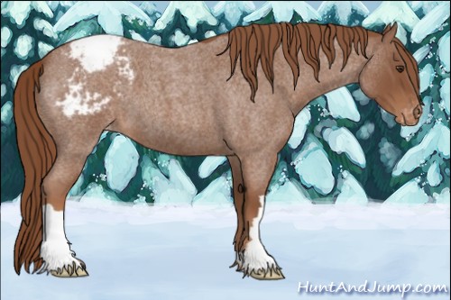 Horse Color:Red Roan Appaloosa 