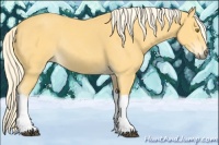 Horse Color:Palomino Rabicano