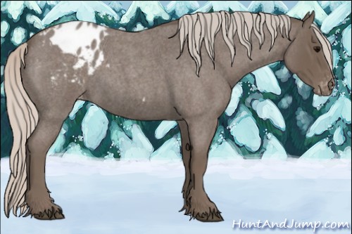 Horse Color:Silver Blue Roan Appaloosa 