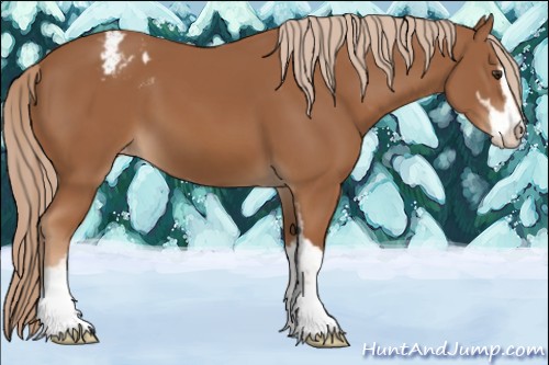 Horse Color:Chestnut Sabino Appaloosa