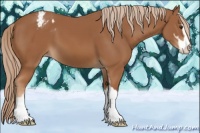 Horse Color:Chestnut Sabino Appaloosa