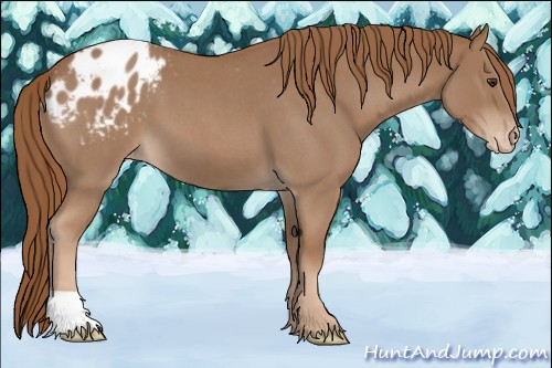 Horse Color:Red Roan Appaloosa