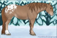 Horse Color:Red Roan Appaloosa 