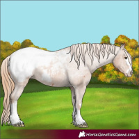 Horse Color:Chestnut Snowcap 