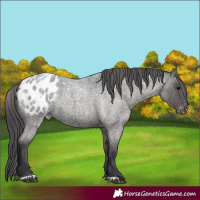 Horse Color:Blue Roan Varnish 