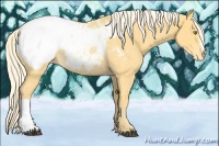 Horse Color:Palomino Roan Appaloosa Rabicano 