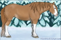 Horse Color:Chestnut Splash 