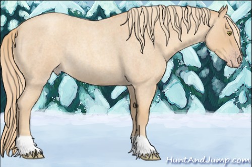 Horse Color:Gold Champagne Roan Rabicano 