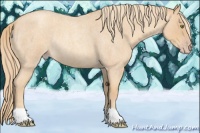 Horse Color:Gold Champagne Roan Rabicano