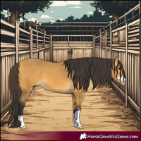 Horse Color:Buckskin 