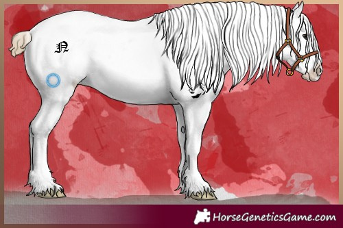 Horse Color:Smoky Black Appaloosa 