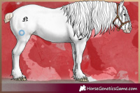 Horse Color:Smoky Black Appaloosa 