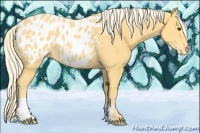 Horse Color:Palomino Appaloosa 