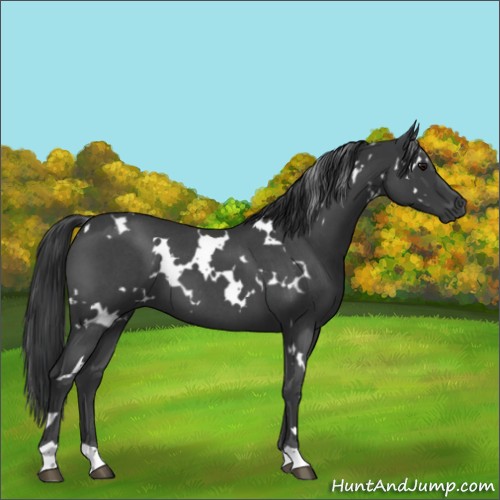 Horse Color:White Spotted Blue Roan 
