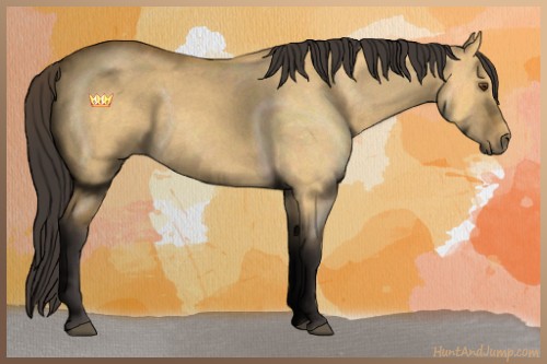 Horse Color:Buckskin Roan Dun Sabino 