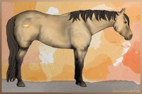 Horse Color:Buckskin Roan Dun Sabino