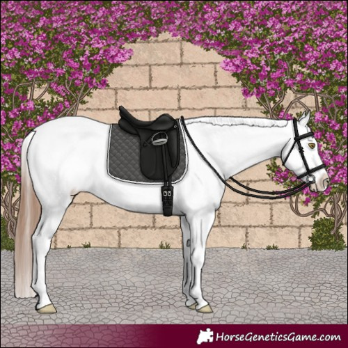 Horse Color:White Spotted Red Dun Appaloosa 