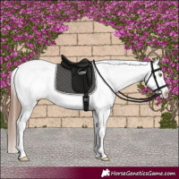 Horse Color:White Spotted Red Dun Appaloosa 