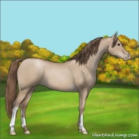 Horse Color:Grullo Pearl 