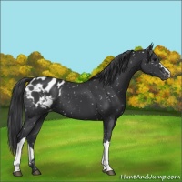 Horse Color:Black Appaloosa