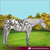 Horse Color:Grullo Blanket