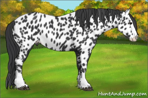 Horse Color:Black Splash Appaloosa 