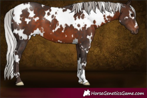 Horse Color:White Spotted Silver Brown