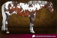 Horse Color:White Spotted Silver Brown